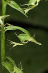 Green fringed orchid